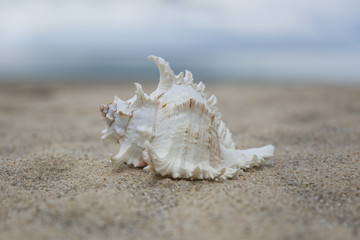 Obraz na płótnie Canvas several sea shells on the sand background
