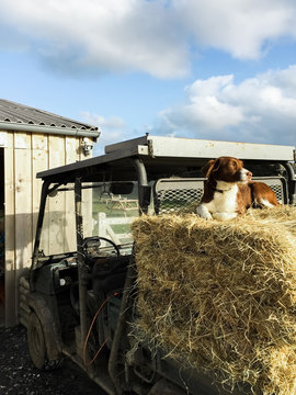 Dog sat on hay bales on the back of a tractor