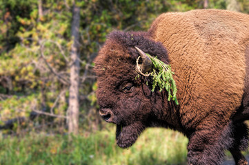 Yellowstone National Park