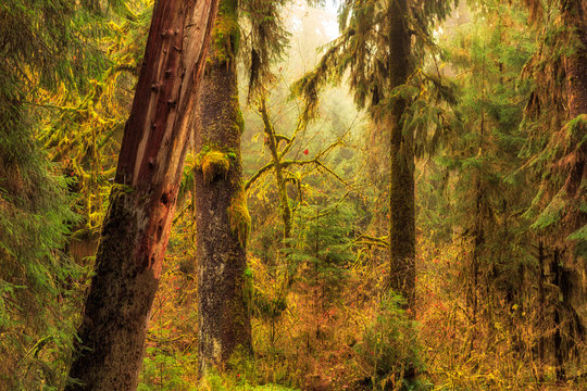 Fototapeta Sunshine breaks through the canopy of the Hoh Rainforest in Olympic National Park, Washington