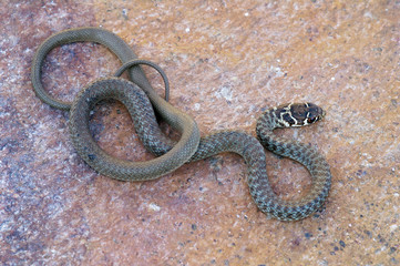 Young Green Whip Snake from Italy (Hierophius viridiflavus)