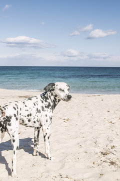 Dalmatian dog on the sunny beach by the sea