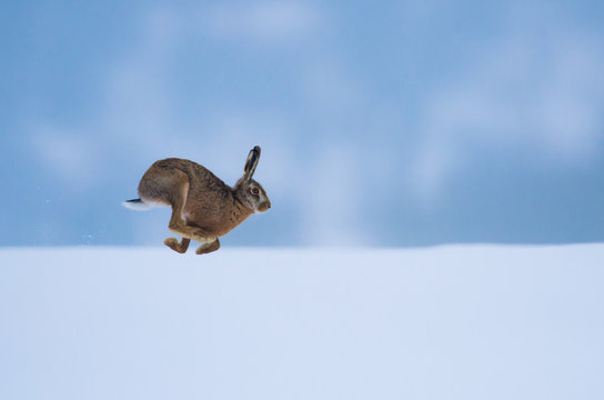 Hare