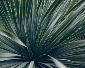 Detail of yucca plant from botanical garden