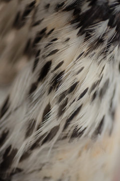 chicken feathers