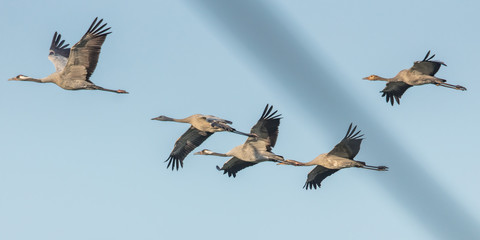 vogelzug © Klaus Haase 