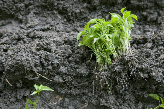 Small seedlings of chilli ready to be planted.