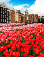 Fototapeta na wymiar Dutch houses with pink and red fresh tulip flowers, Amsterdam, Netherlands
