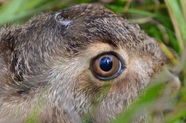 Hase in Gefahr