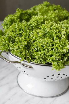 Lollo Biondo lettuce in a colander