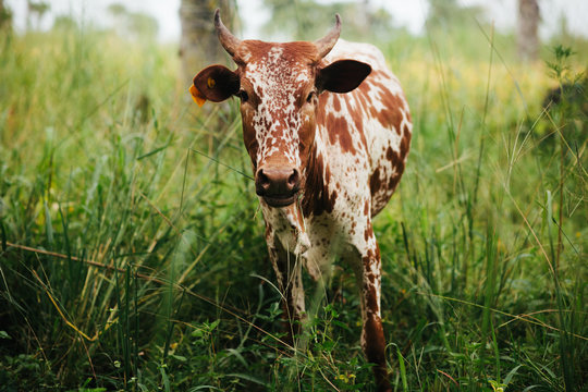 Free Range Cow Eating Grass