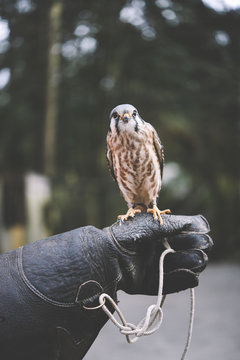 North American Kestrel used for falconry