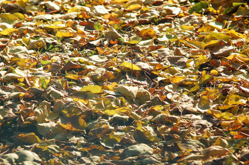 Deciduous litter from mix of fallen autumn birch and poplar leaves. Autumn background
