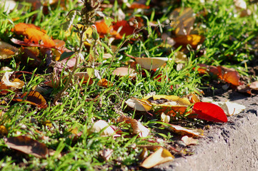 Autumn background. Red and yellow cherry-tree leaves on the grass close-up. Low point of shooting.