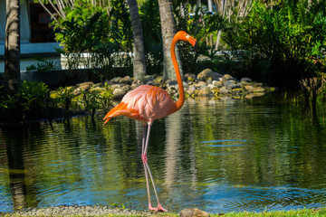Naklejka premium Flamingo-2 in der Dominikanischen Republik