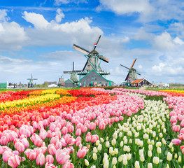 three traditional Dutch windmills of Zaanse Schans and rows of tulips, Netherlands