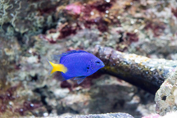 Blue wild fish in aquarium
