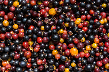 A hybrid of currants and gooseberries.