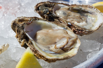 Oysters