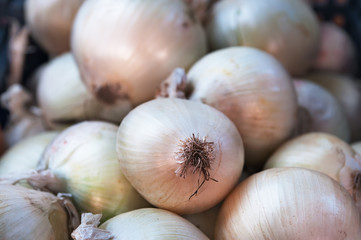 Fresh onions. Onions background. Ripe onions. Onions in market