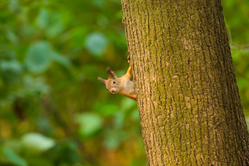 Curious red squirrel peeking behind the tree trunk
