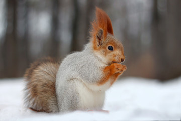 Red squirrel eats a nut on snow