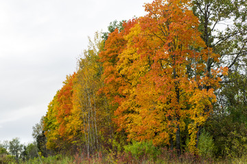Birch leaves in autumn