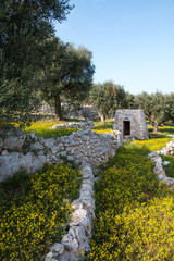 Mediterranean landscape in Salento with olive trees, stones and walls, Italy