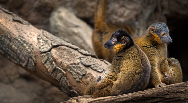 lemurs languishing on a log
