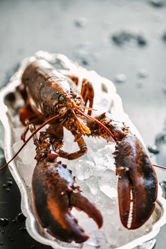 Lobster on ice.