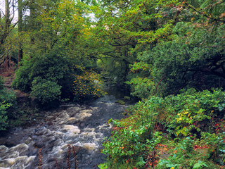 Mountain stream in green forest at Autumn time