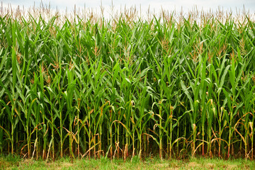 Fresh plants standing tall at the edge of a corn field near Faake See in Austria