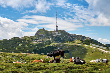Dobratsch summit with german chapel Maria am Stein and the radio tower, behind grazing and lying cows in the austrian alps near Villach