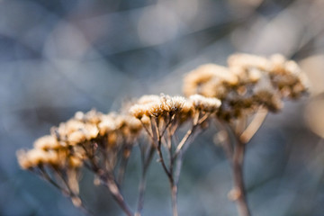 Wild plant with dried flowers and natural background
