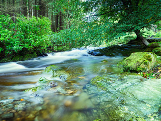 Mountain stream in green forest at Autumn time