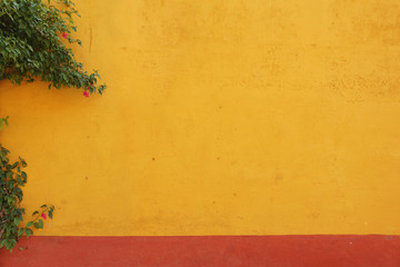 Mexican colonial yellow wall background with vine plant