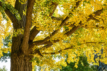 Close-up view on the yellow foliage of a ginkgo biloba tree in the fall season in a public park.