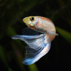 Male of guppy in aquarium.Poecilia wingei