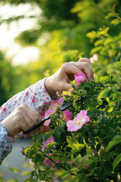 Woman picking dog roses (Rosa canina)