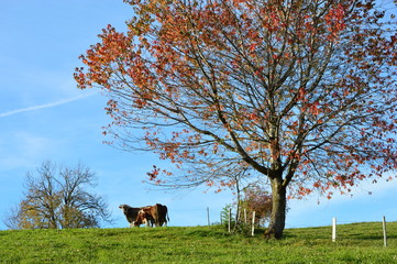 Herbst Stimmung im Allgäu