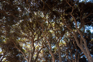 crowns of coniferous trees in the south of france