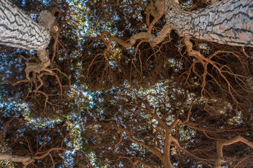 crowns of coniferous trees in the south of france