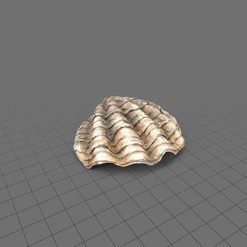 Half of an oyster shell