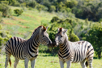 Zebras standing and sniffing each other