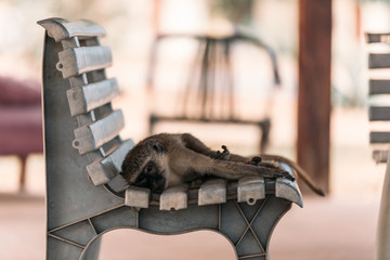 Vervet Monkey