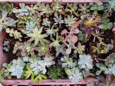 Overhead view of an assortment of succulents in a wooden crate.