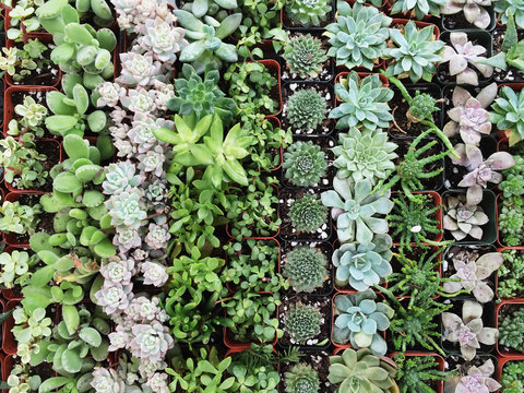 An assortment of succulents lined up in tiny plastic pots.
