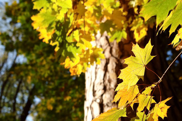 Yellow maple leaves in autumn park.