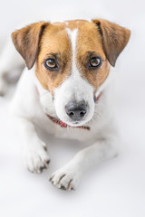 A close-up portrait of a beautiful cute small dog Jack Russell Terrier lying and looking into camera on white background. Studio shot