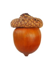 Acorn on white